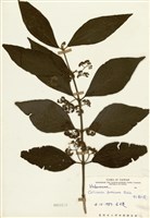 藏品(杜虹花)的圖片